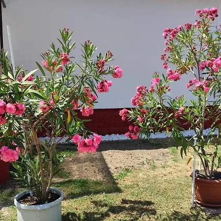 Gæstehus Rakos-patak Family House Garden & Free Parking